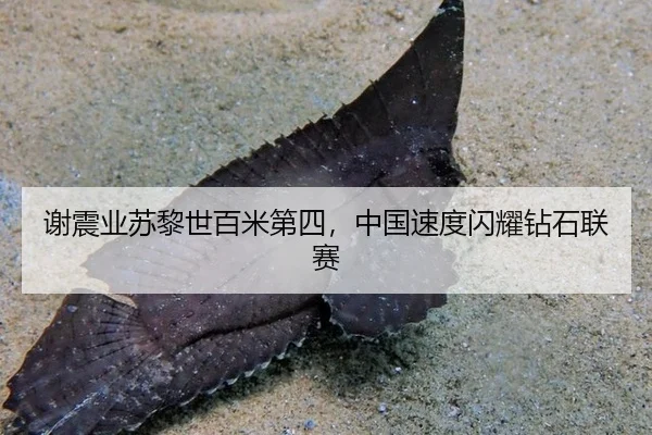 谢震业苏黎世百米第四，中国速度闪耀钻石联赛